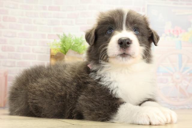 静岡県のボーダーコリー (Coo&RIKU藤枝店/2025年10月26日生まれ/女の子/ブルーホワイト)の子犬の2枚目の画像