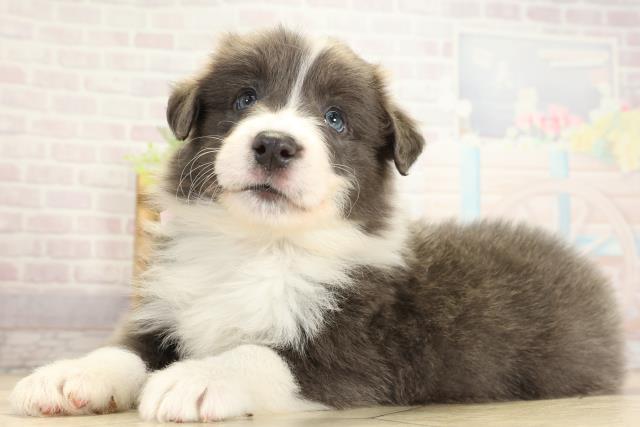 静岡県のボーダーコリー (Coo&RIKU藤枝店/2025年10月26日生まれ/女の子/ブルーホワイト)の子犬の3枚目の画像