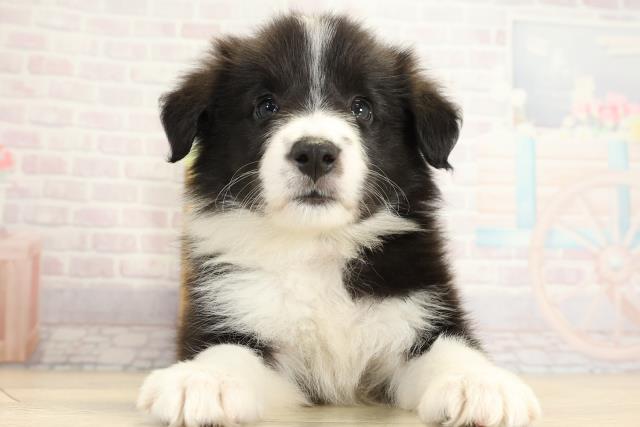 静岡県のボーダーコリー (Coo&RIKU浜松店/2025年10月26日生まれ/女の子/ブラックホワイト)の子犬の1枚目の画像