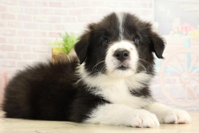 静岡県のボーダーコリー (Coo&RIKU浜松店/2025年10月26日生まれ/女の子/ブラックホワイト)の子犬の2枚目の画像