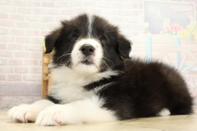 静岡県のボーダーコリー (Coo&RIKU浜松店/2025年10月26日生まれ/女の子/ブラックホワイト)の子犬の3枚目の画像