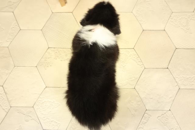 静岡県のボーダーコリー (Coo&RIKU浜松店/2025年10月26日生まれ/女の子/ブラックホワイト)の子犬の4枚目の画像