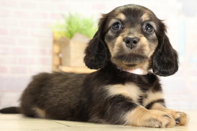 静岡県のミニチュアダックスフンド(ロング) (Coo&RIKU浜松店/2025年10月25日生まれ/女の子/ブラックタン)の子犬の2枚目の画像