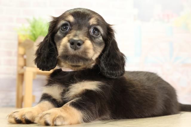 静岡県のミニチュアダックスフンド(ロング) (Coo&RIKU浜松店/2025年10月25日生まれ/女の子/ブラックタン)の子犬の3枚目の画像