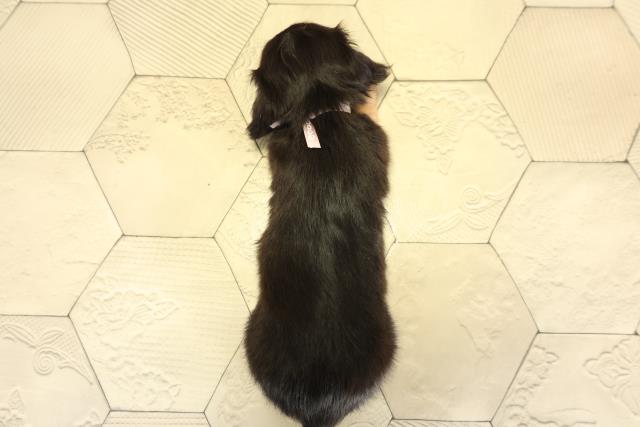 静岡県のミニチュアダックスフンド(ロング) (Coo&RIKU浜松店/2025年10月25日生まれ/女の子/ブラックタン)の子犬の4枚目の画像