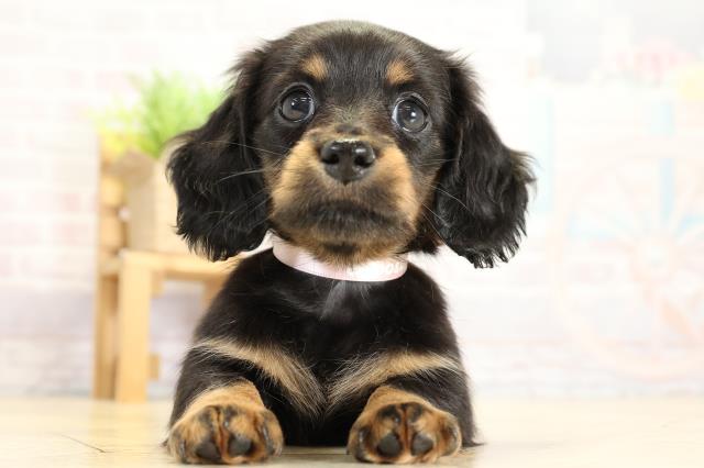 静岡県のミニチュアダックスフンド(ロング) (Coo&RIKU掛川店/2025年10月25日生まれ/女の子/ブラックタン)の子犬の1枚目の画像