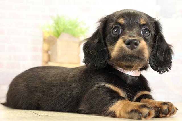 静岡県のミニチュアダックスフンド(ロング) (Coo&RIKU掛川店/2025年10月25日生まれ/女の子/ブラックタン)の子犬の2枚目の画像