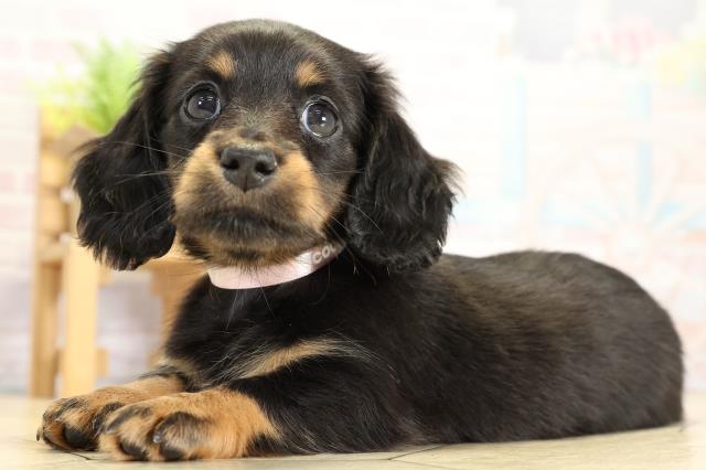 静岡県のミニチュアダックスフンド(ロング) (Coo&RIKU掛川店/2025年10月25日生まれ/女の子/ブラックタン)の子犬の3枚目の画像