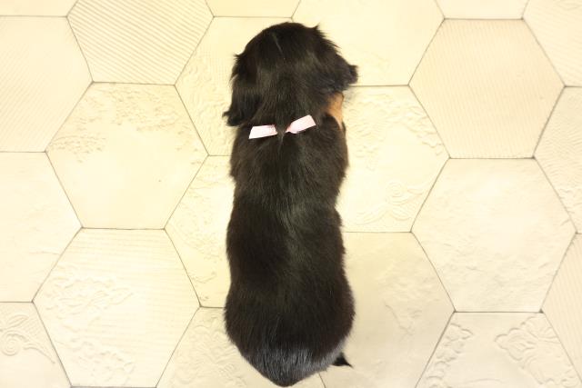 静岡県のミニチュアダックスフンド(ロング) (Coo&RIKU掛川店/2025年10月25日生まれ/女の子/ブラックタン)の子犬の4枚目の画像