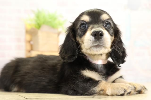 静岡県のミニチュアダックスフンド(ロング) (Coo&RIKU富士店/2025年10月28日生まれ/女の子/ブラックイエロー)の子犬の2枚目の画像