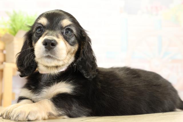 静岡県のミニチュアダックスフンド(ロング) (Coo&RIKU富士店/2025年10月28日生まれ/女の子/ブラックイエロー)の子犬の3枚目の画像