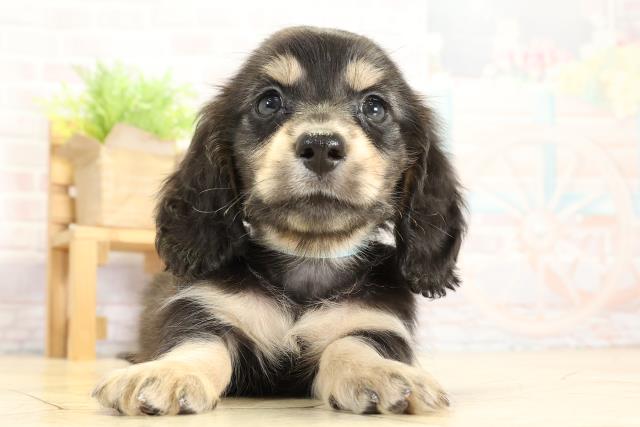 静岡県のミニチュアダックスフンド(ロング) (Coo&RIKU静岡SBS通り店/2025年10月28日生まれ/男の子/ブラックイエロー)の子犬の1枚目の画像