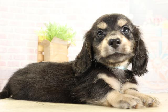 静岡県のミニチュアダックスフンド(ロング) (Coo&RIKU静岡SBS通り店/2025年10月28日生まれ/男の子/ブラックイエロー)の子犬の2枚目の画像