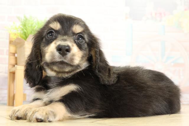 静岡県のミニチュアダックスフンド(ロング) (Coo&RIKU静岡SBS通り店/2025年10月28日生まれ/男の子/ブラックイエロー)の子犬の3枚目の画像