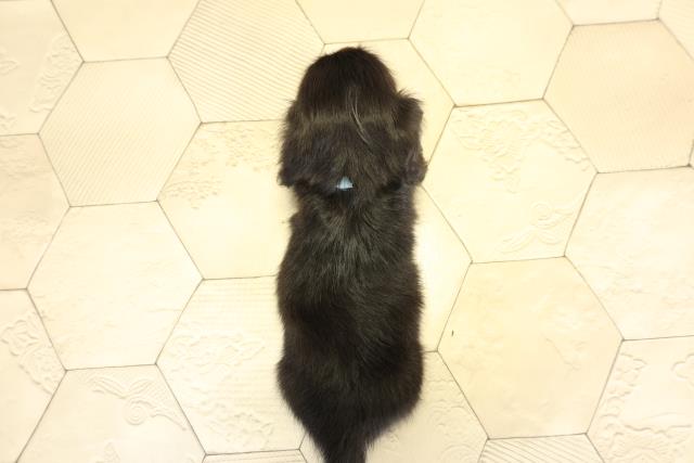 静岡県のミニチュアダックスフンド(ロング) (Coo&RIKU静岡SBS通り店/2025年10月28日生まれ/男の子/ブラックイエロー)の子犬の4枚目の画像