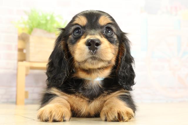 ミニチュア・ダックスフンド