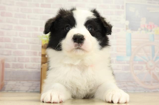 岐阜県のボーダーコリー (Coo&RIKU岐阜店/2025年10月29日生まれ/女の子/ブラックホワイト)の子犬の1枚目の画像