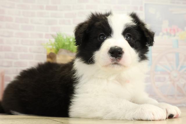 岐阜県のボーダーコリー (Coo&RIKU岐阜店/2025年10月29日生まれ/女の子/ブラックホワイト)の子犬の2枚目の画像