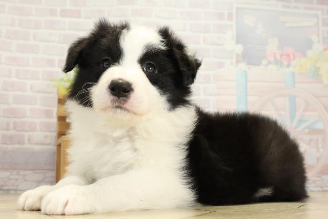 岐阜県のボーダーコリー (Coo&RIKU岐阜店/2025年10月29日生まれ/女の子/ブラックホワイト)の子犬の3枚目の画像