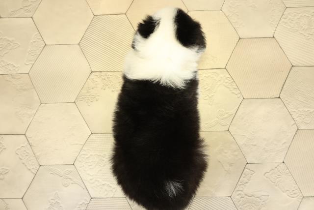 岐阜県のボーダーコリー (Coo&RIKU岐阜店/2025年10月29日生まれ/女の子/ブラックホワイト)の子犬の4枚目の画像