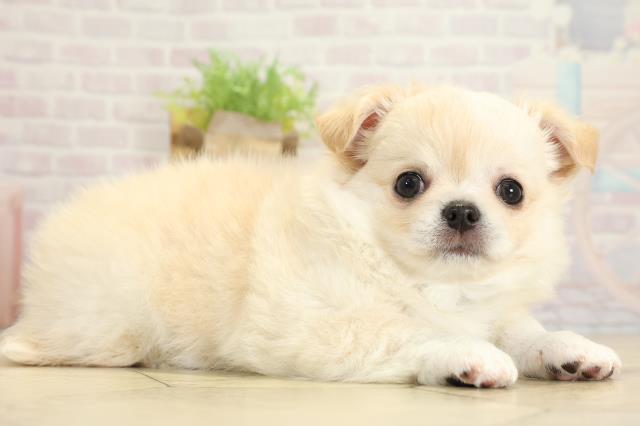 静岡県のチワワ(ロング) (Coo&RIKU藤枝店/2025年10月28日生まれ/男の子/クリームホワイト)の子犬の2枚目の画像