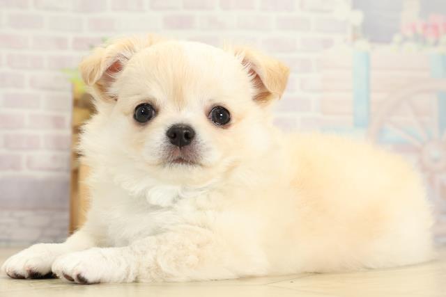 静岡県のチワワ(ロング) (Coo&RIKU藤枝店/2025年10月28日生まれ/男の子/クリームホワイト)の子犬の3枚目の画像