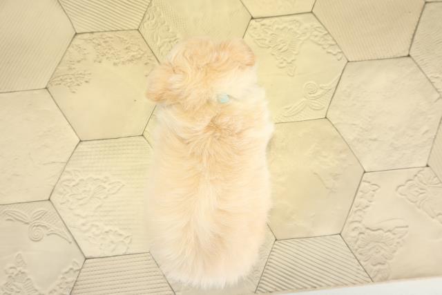 静岡県のチワワ(ロング) (Coo&RIKU藤枝店/2025年10月28日生まれ/男の子/クリームホワイト)の子犬の4枚目の画像