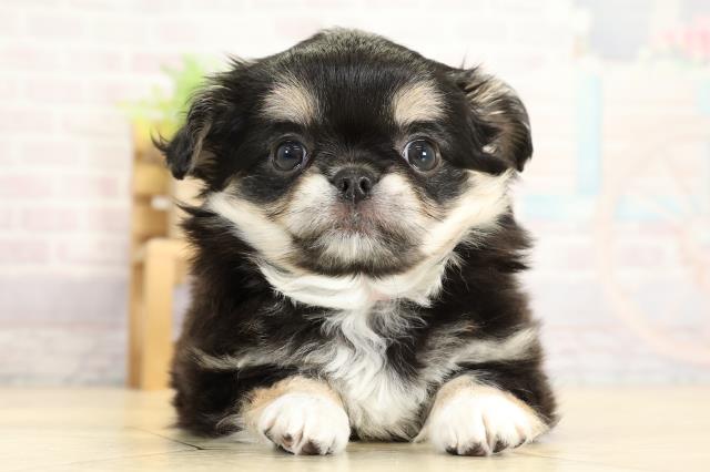 静岡県のチワワ(ロング) (Coo&RIKU浜松店/2025年10月28日生まれ/女の子/ブラックタンホワイト)の子犬の1枚目の画像