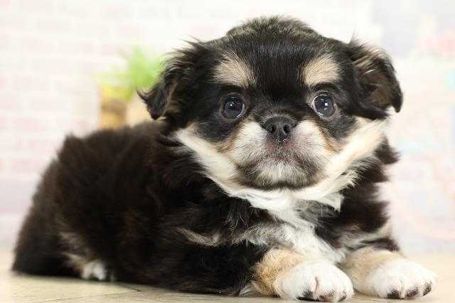 静岡県のチワワ(ロング) (Coo&RIKU浜松店/2025年10月28日生まれ/女の子/ブラックタンホワイト)の子犬の2枚目の画像