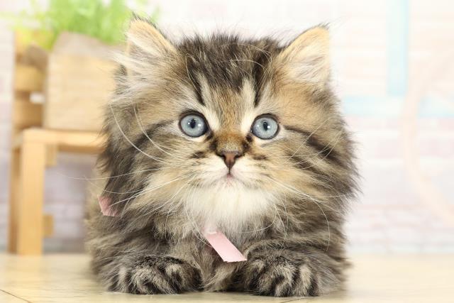 愛知県のラガマフィン (Coo&RIKU東海一宮店/2025年10月28日生まれ/男の子/ブラウンタビー)の子猫の1枚目の画像