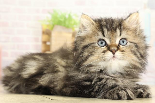 愛知県のラガマフィン (Coo&RIKU東海一宮店/2025年10月28日生まれ/男の子/ブラウンタビー)の子猫の2枚目の画像