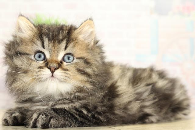 愛知県のラガマフィン (Coo&RIKU東海一宮店/2025年10月28日生まれ/男の子/ブラウンタビー)の子猫の3枚目の画像