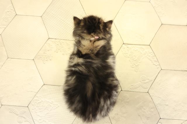 愛知県のラガマフィン (Coo&RIKU東海一宮店/2025年10月28日生まれ/男の子/ブラウンタビー)の子猫の4枚目の画像