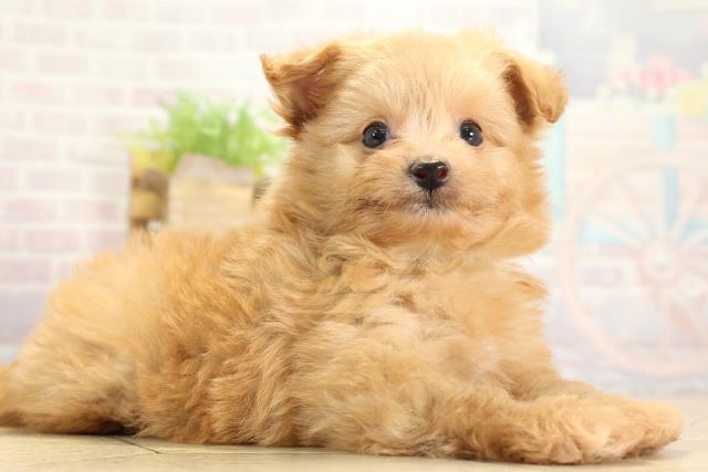 静岡県のハーフ犬・ミックス犬 (Coo&RIKU富士店/2025年10月28日生まれ/男の子/アプリコット)の子犬の2枚目の画像