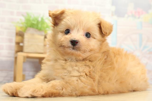 静岡県のハーフ犬・ミックス犬 (Coo&RIKU富士店/2025年10月28日生まれ/男の子/アプリコット)の子犬の3枚目の画像