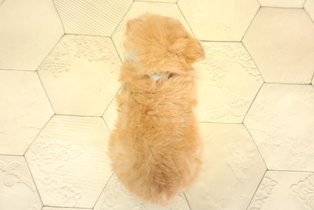 静岡県のハーフ犬・ミックス犬 (Coo&RIKU富士店/2025年10月28日生まれ/男の子/アプリコット)の子犬の4枚目の画像