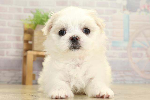 岐阜県のマルチーズ (Coo&RIKU各務原店/2025年10月26日生まれ/女の子/ホワイト)の子犬の1枚目の画像