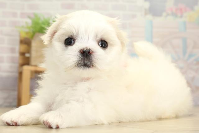 岐阜県のマルチーズ (Coo&RIKU各務原店/2025年10月26日生まれ/女の子/ホワイト)の子犬の3枚目の画像