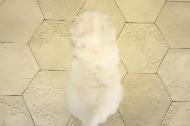 岐阜県のマルチーズ (Coo&RIKU各務原店/2025年10月26日生まれ/女の子/ホワイト)の子犬の4枚目の画像