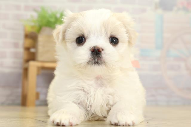 岐阜県のマルチーズ (Coo&RIKU岐南店/2025年10月27日生まれ/女の子/ホワイト)の子犬の1枚目の画像