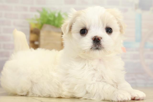 岐阜県のマルチーズ (Coo&RIKU岐南店/2025年10月27日生まれ/女の子/ホワイト)の子犬の2枚目の画像