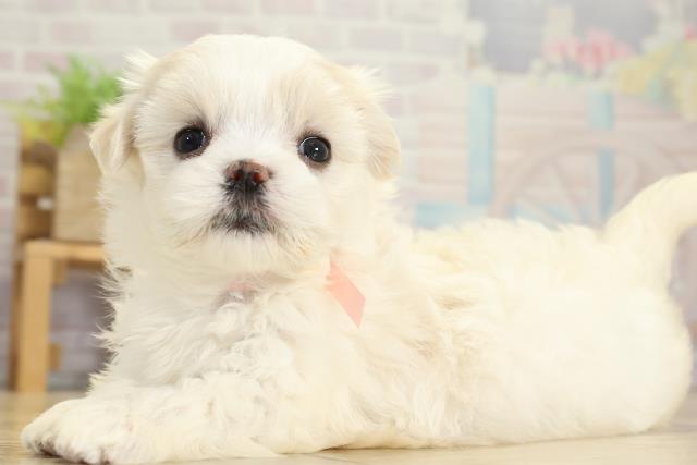 岐阜県のマルチーズ (Coo&RIKU岐南店/2025年10月27日生まれ/女の子/ホワイト)の子犬の3枚目の画像