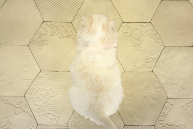 岐阜県のマルチーズ (Coo&RIKU岐南店/2025年10月27日生まれ/女の子/ホワイト)の子犬の4枚目の画像