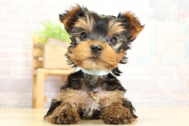 ヨークシャーテリア