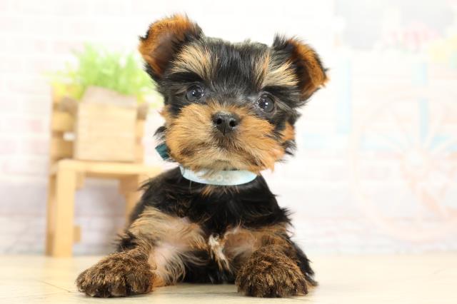 静岡県のヨークシャーテリア (Coo&RIKU掛川店/2025年10月28日生まれ/男の子/スチールブルータン)の子犬の1枚目の画像