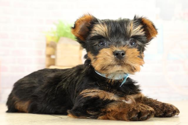 静岡県のヨークシャーテリア (Coo&RIKU掛川店/2025年10月28日生まれ/男の子/スチールブルータン)の子犬の2枚目の画像