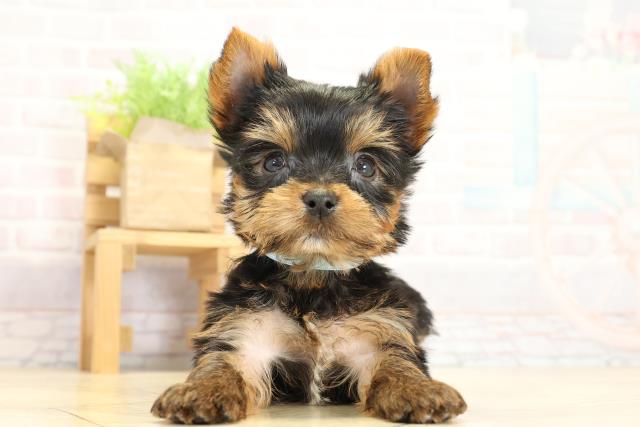 ヨークシャーテリア