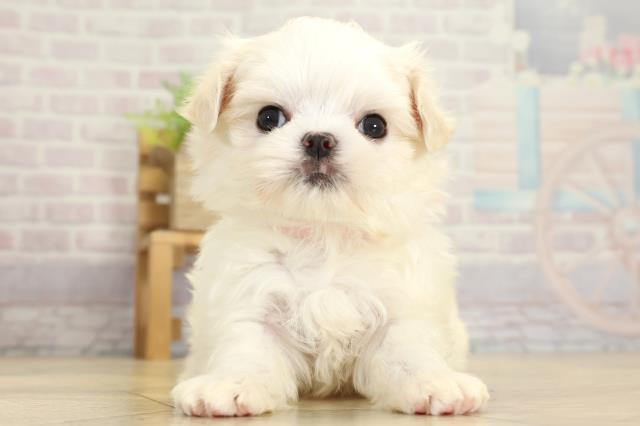 静岡県のマルチーズ (Coo&RIKU藤枝店/2025年10月26日生まれ/男の子/ホワイト)の子犬の1枚目の画像