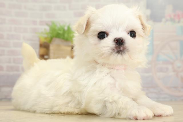 静岡県のマルチーズ (Coo&RIKU藤枝店/2025年10月26日生まれ/男の子/ホワイト)の子犬の2枚目の画像