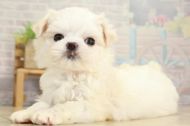 静岡県のマルチーズ (Coo&RIKU藤枝店/2025年10月26日生まれ/男の子/ホワイト)の子犬の3枚目の画像